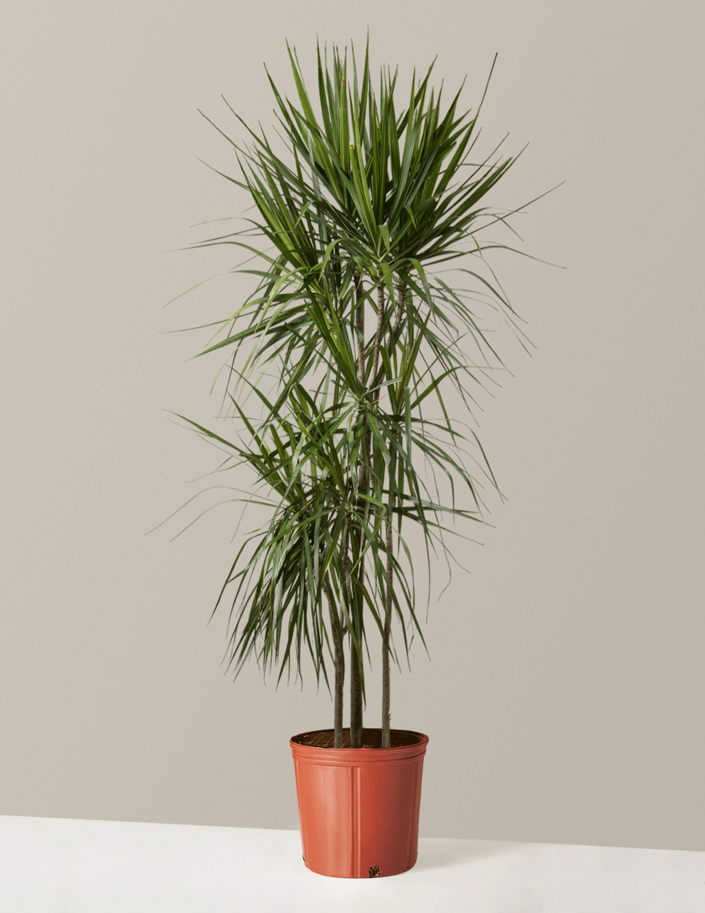 bundle | Large | Grow Pot