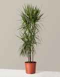 bundle | Large | Grow Pot