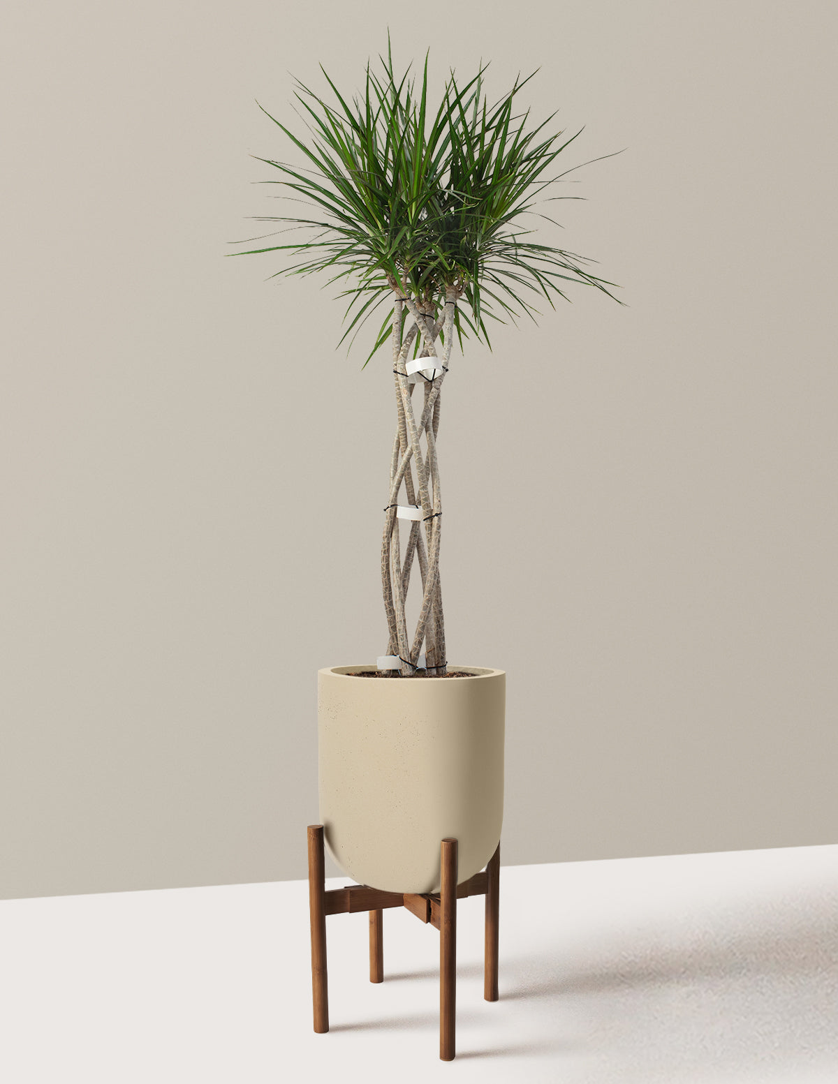 Dracaena Marginata Open Weave