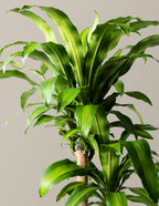 Dracaena Mass Cane