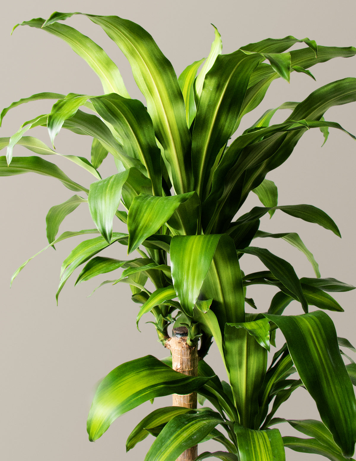 Dracaena Mass Cane