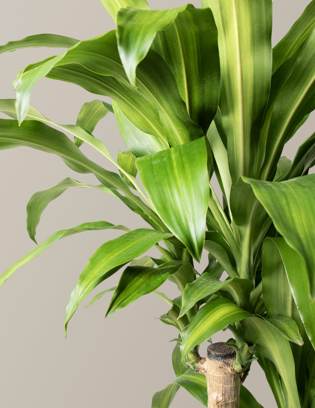 Dracaena Mass Cane