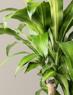 Dracaena Mass Cane