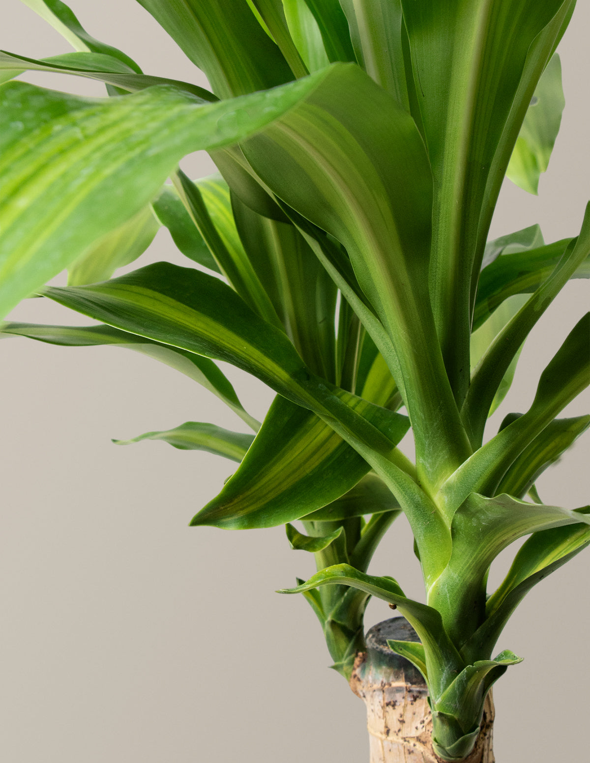Dracaena Mass Cane