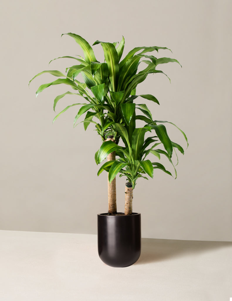 How to care for a Large Dracaena Mass Cane