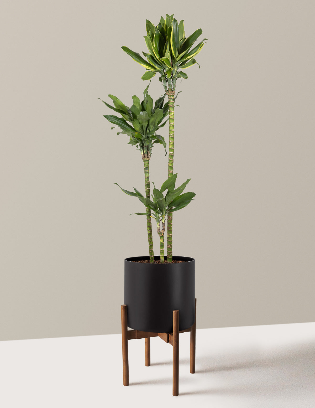 Dracaena Steudneri Gold Dream