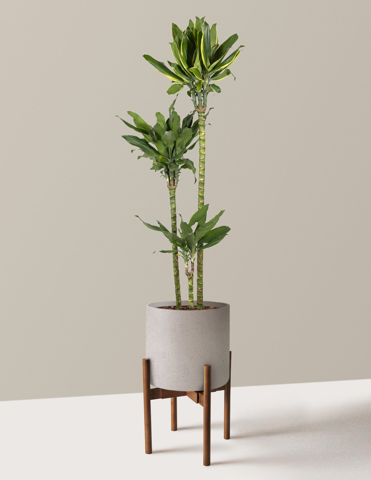 Dracaena Steudneri Gold Dream