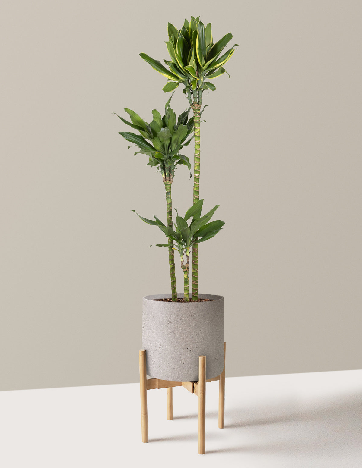 Dracaena Steudneri Gold Dream