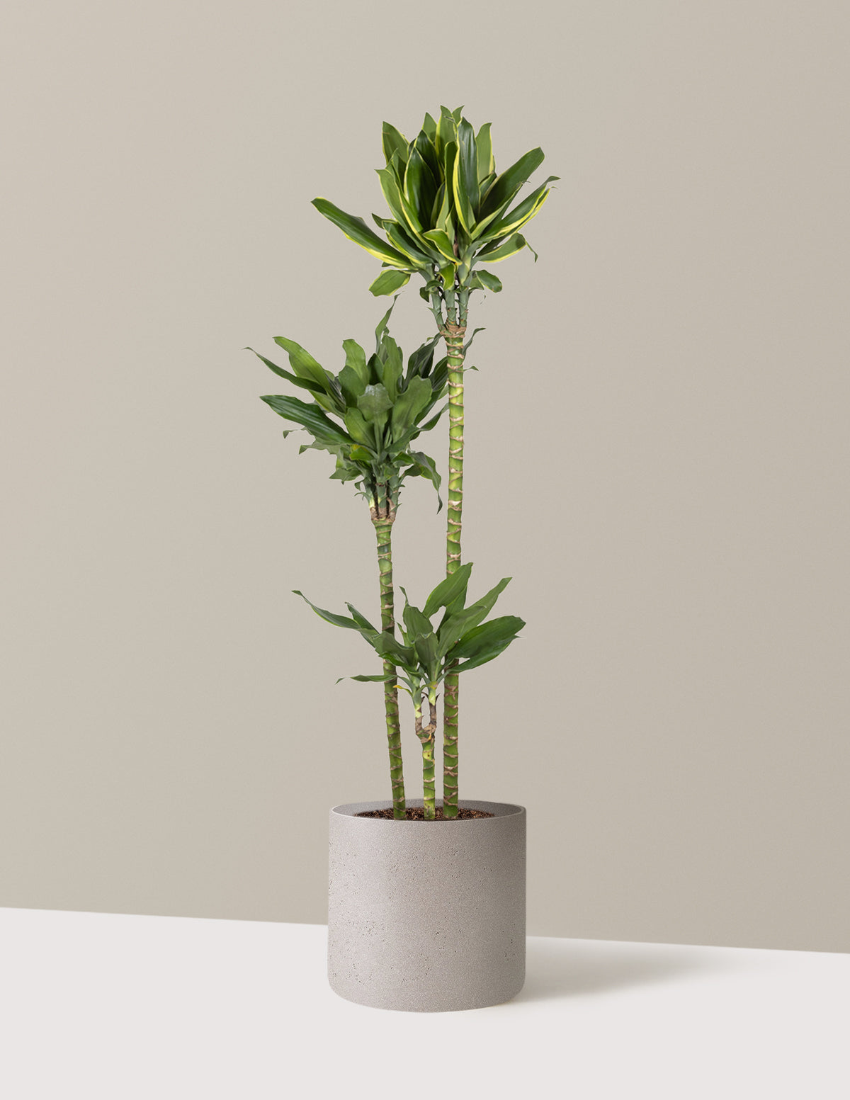 files/the-sill_Large-Dracaena-Steudneri_Large_Agnes-Cement-Grey_Variant.jpg