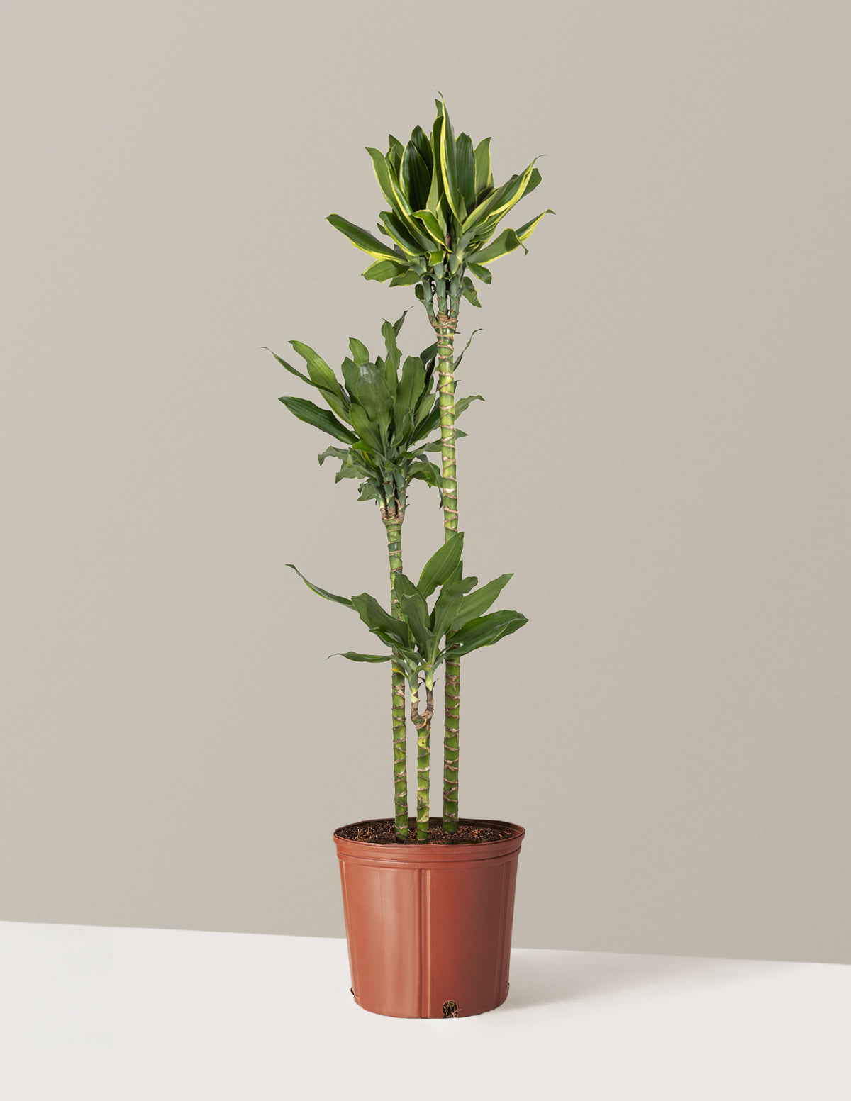 Dracaena Steudneri Gold Dream