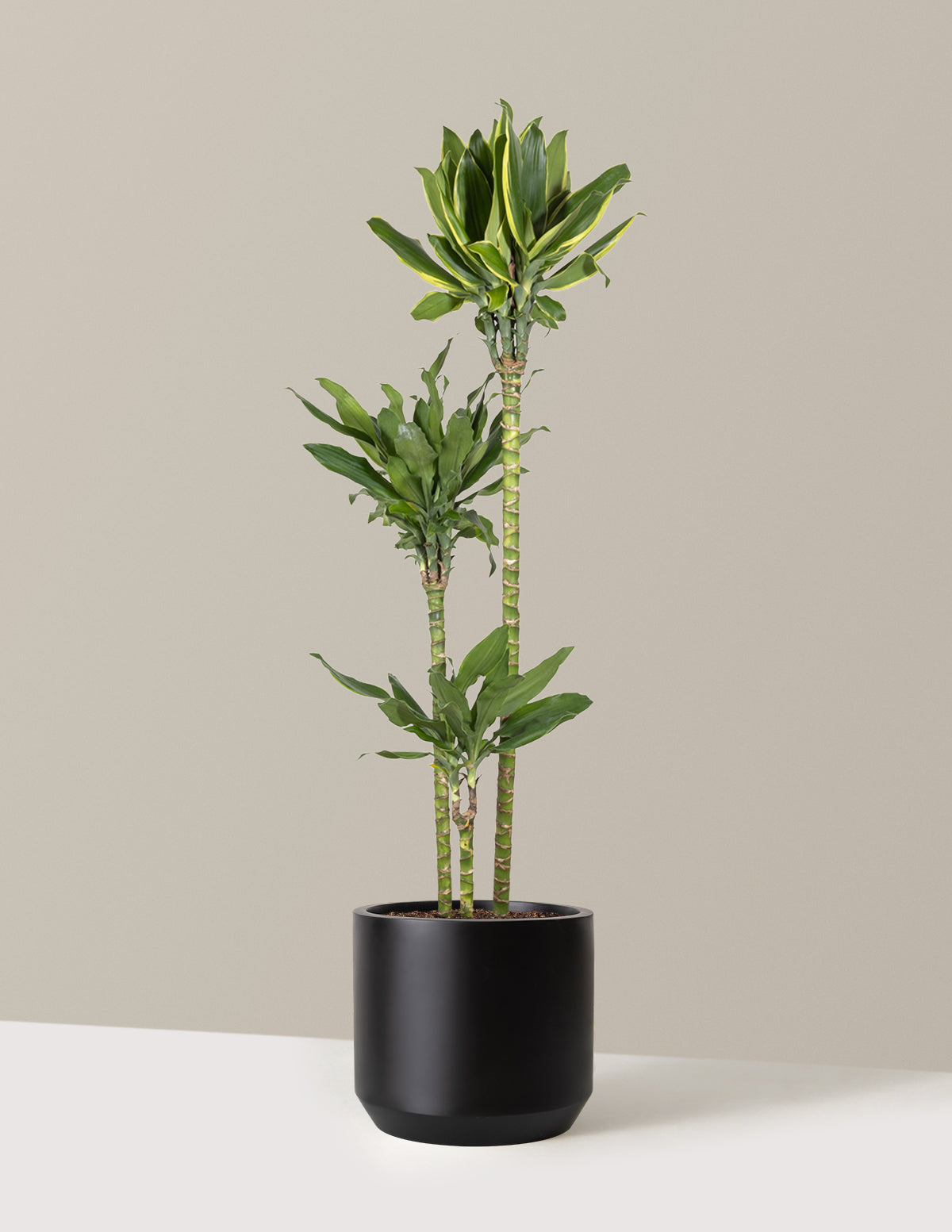 Dracaena Steudneri Gold Dream