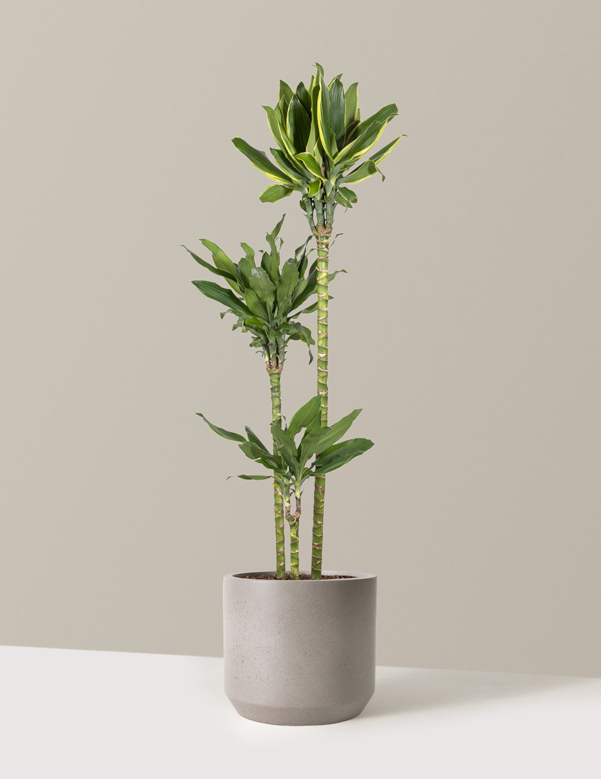 Dracaena Steudneri Gold Dream