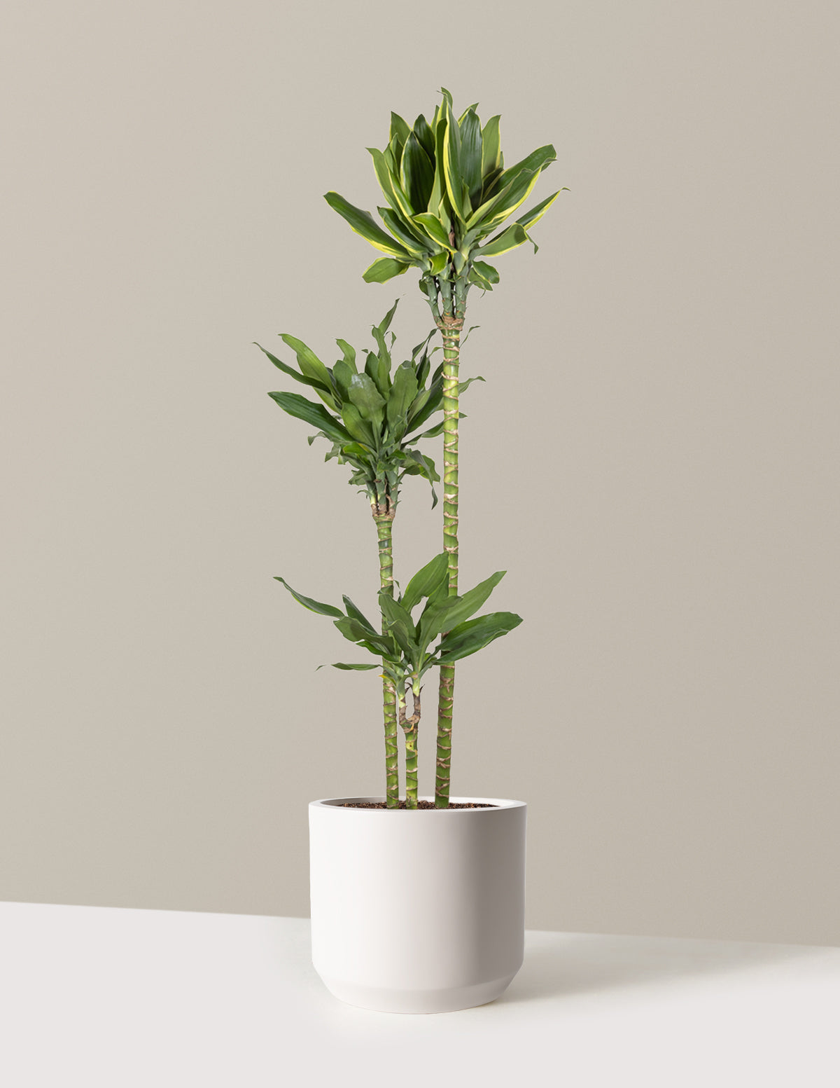 Dracaena Steudneri Gold Dream