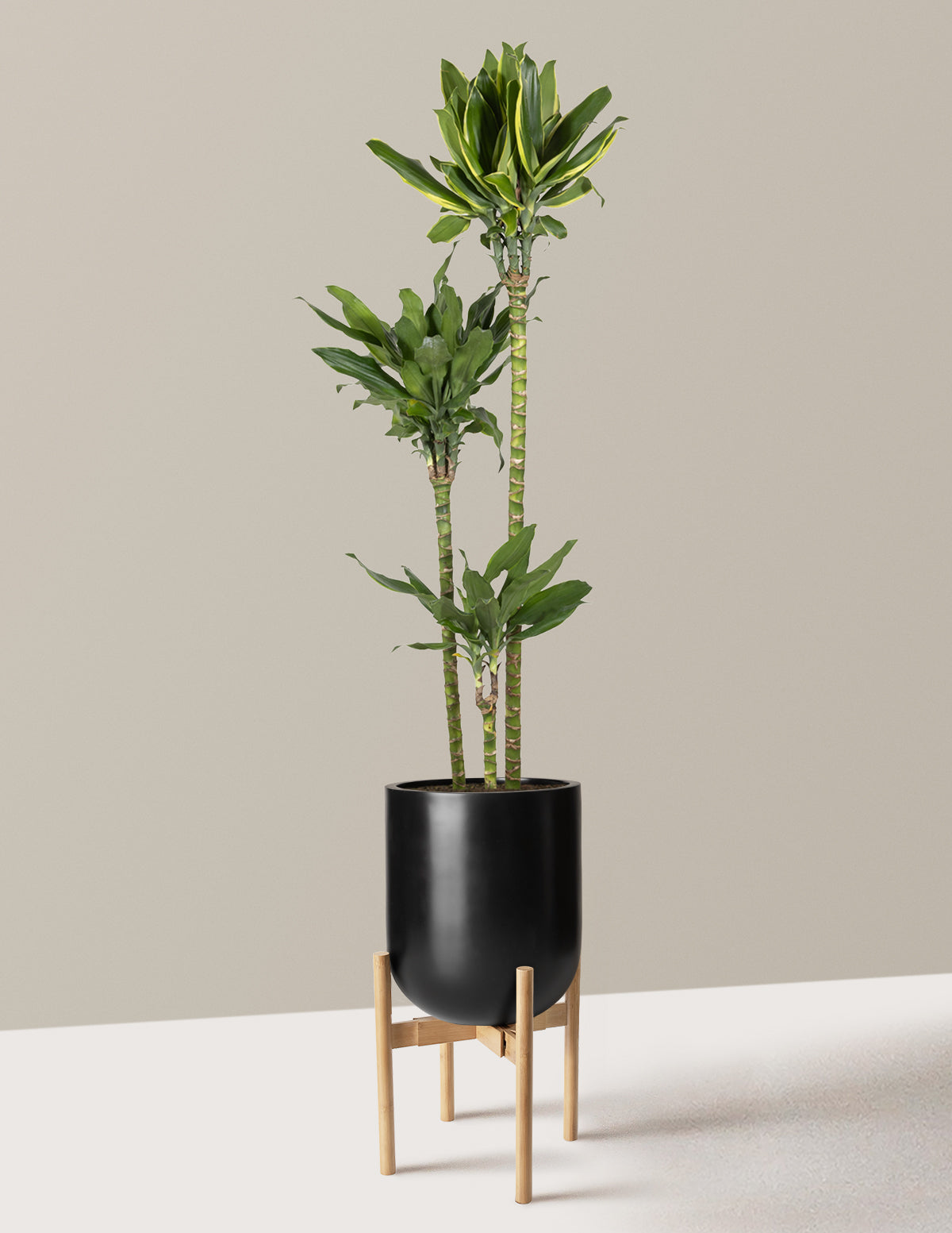 Dracaena Steudneri Gold Dream
