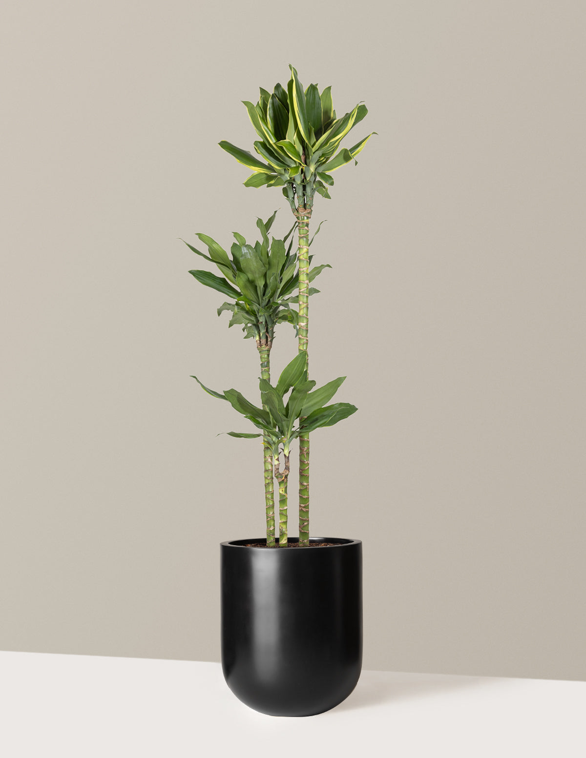 Dracaena Steudneri Gold Dream