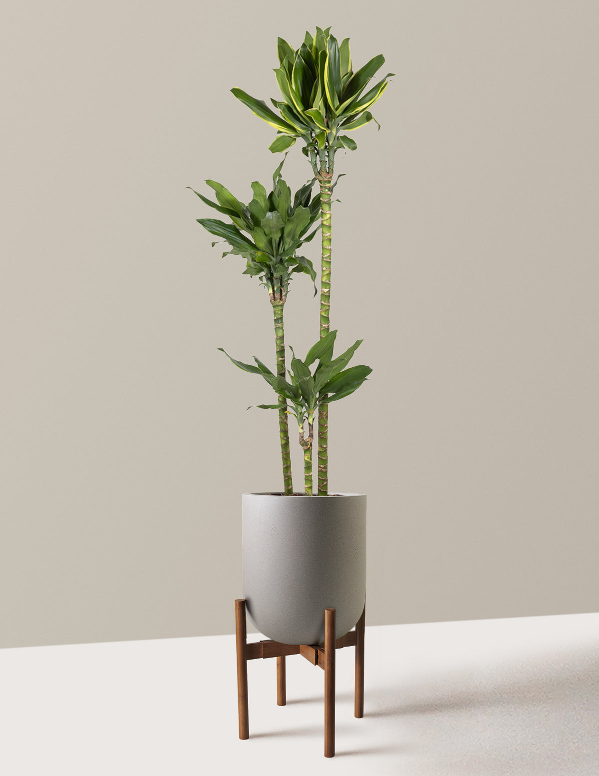 Dracaena Steudneri Gold Dream