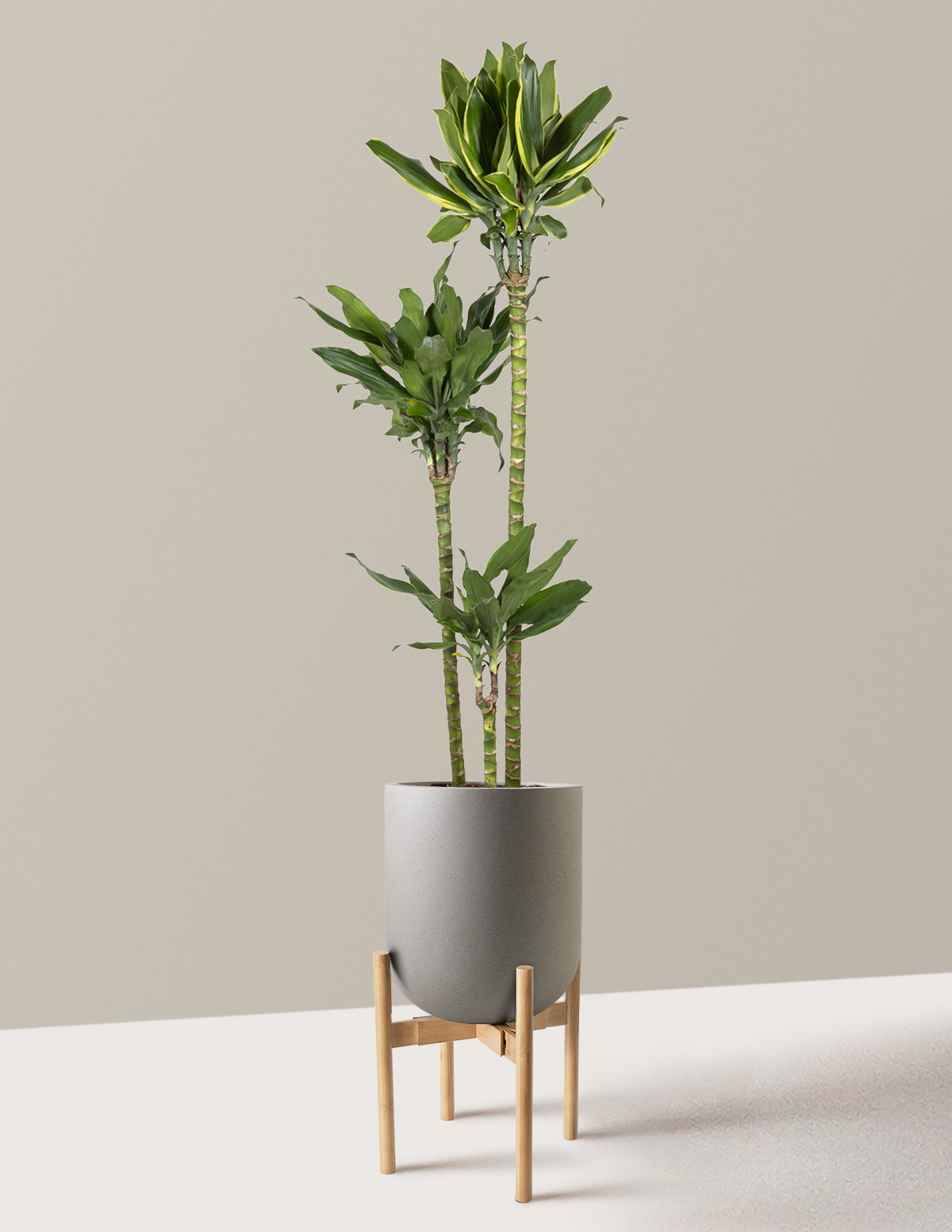 Dracaena Steudneri Gold Dream