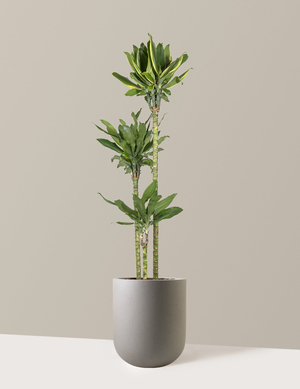 Dracaena Steudneri Gold Dream