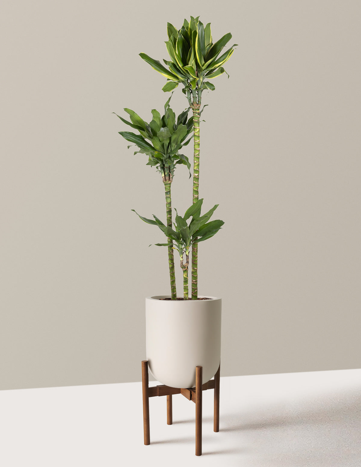 Dracaena Steudneri Gold Dream