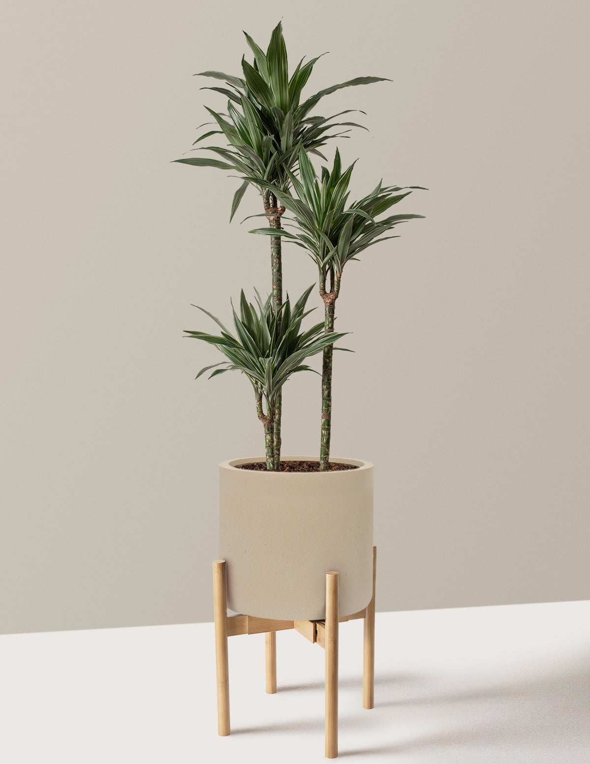 Large Dracaena Warneckii