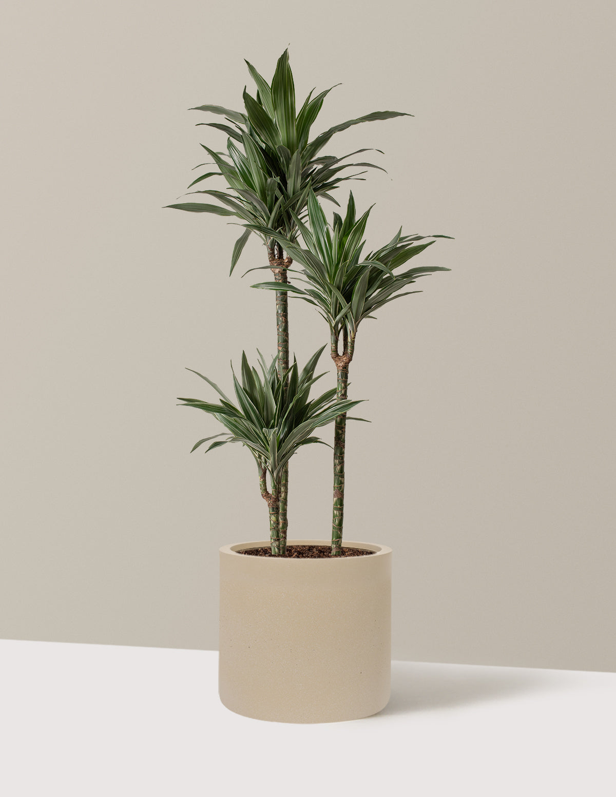 Large Dracaena Warneckii