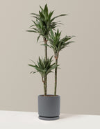 bundle | Large | Isabella | Granite