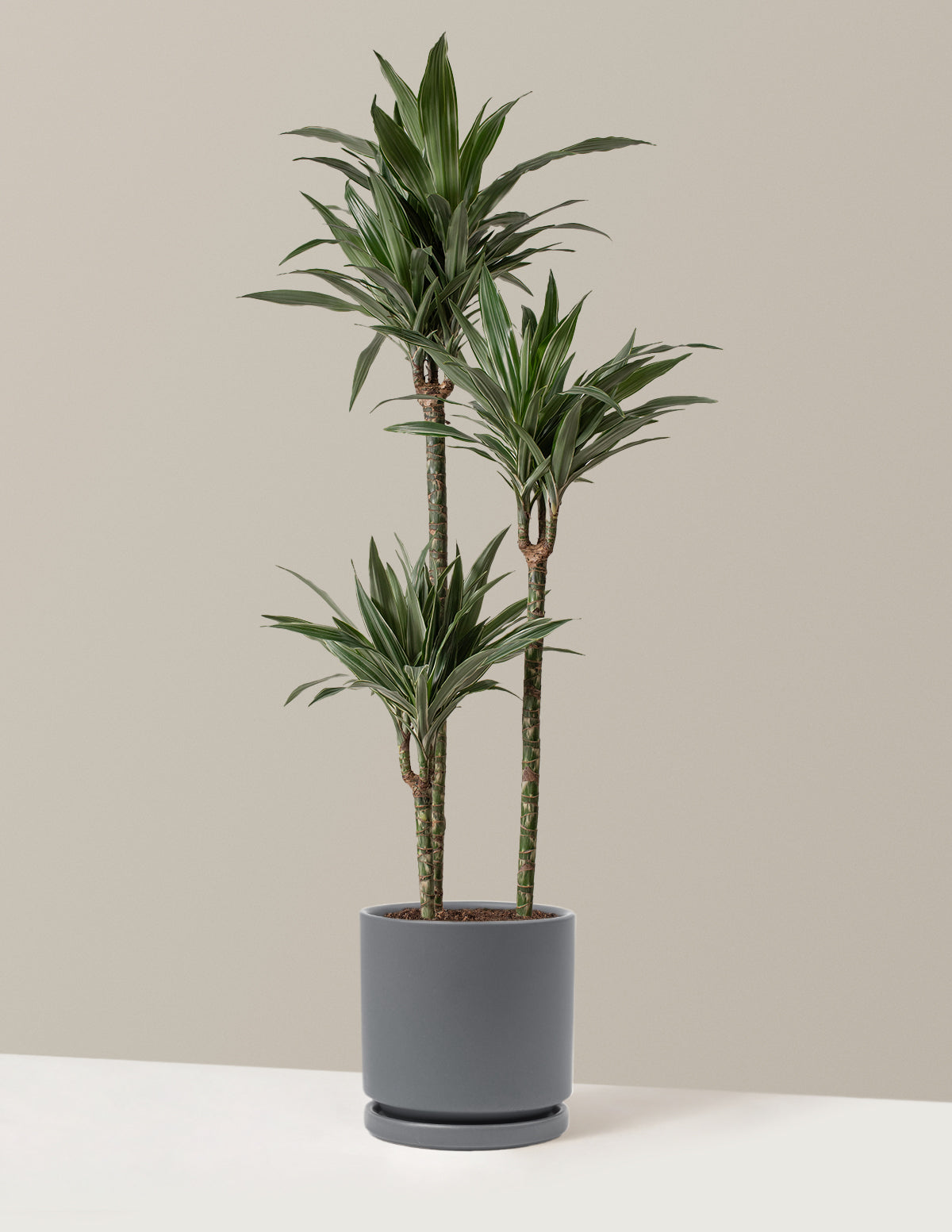 bundle | Large | Isabella | Granite