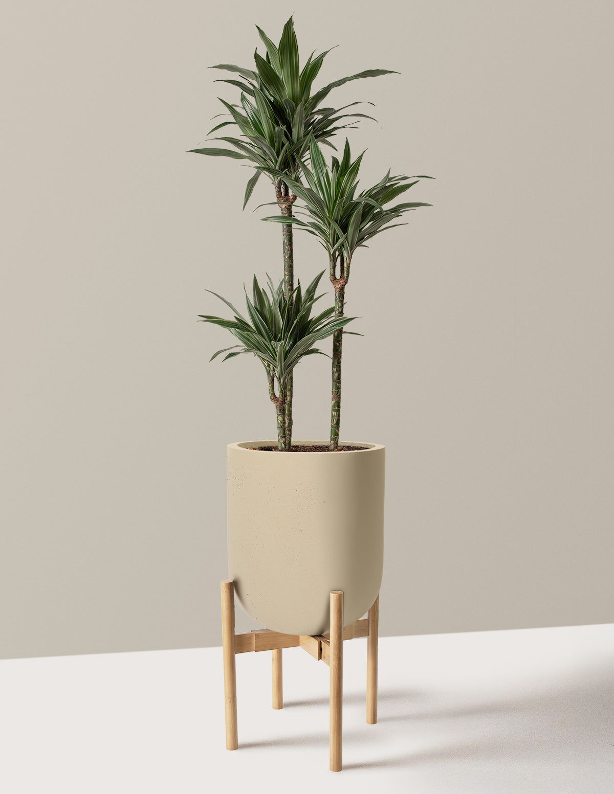 files/the-sill_Large-Dracaena-Warneckii_Large_Pallas-Sand-Stand-Light-Bamboo_Variant.jpg