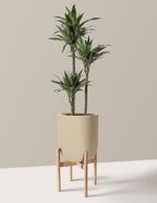 Large Dracaena Warneckii