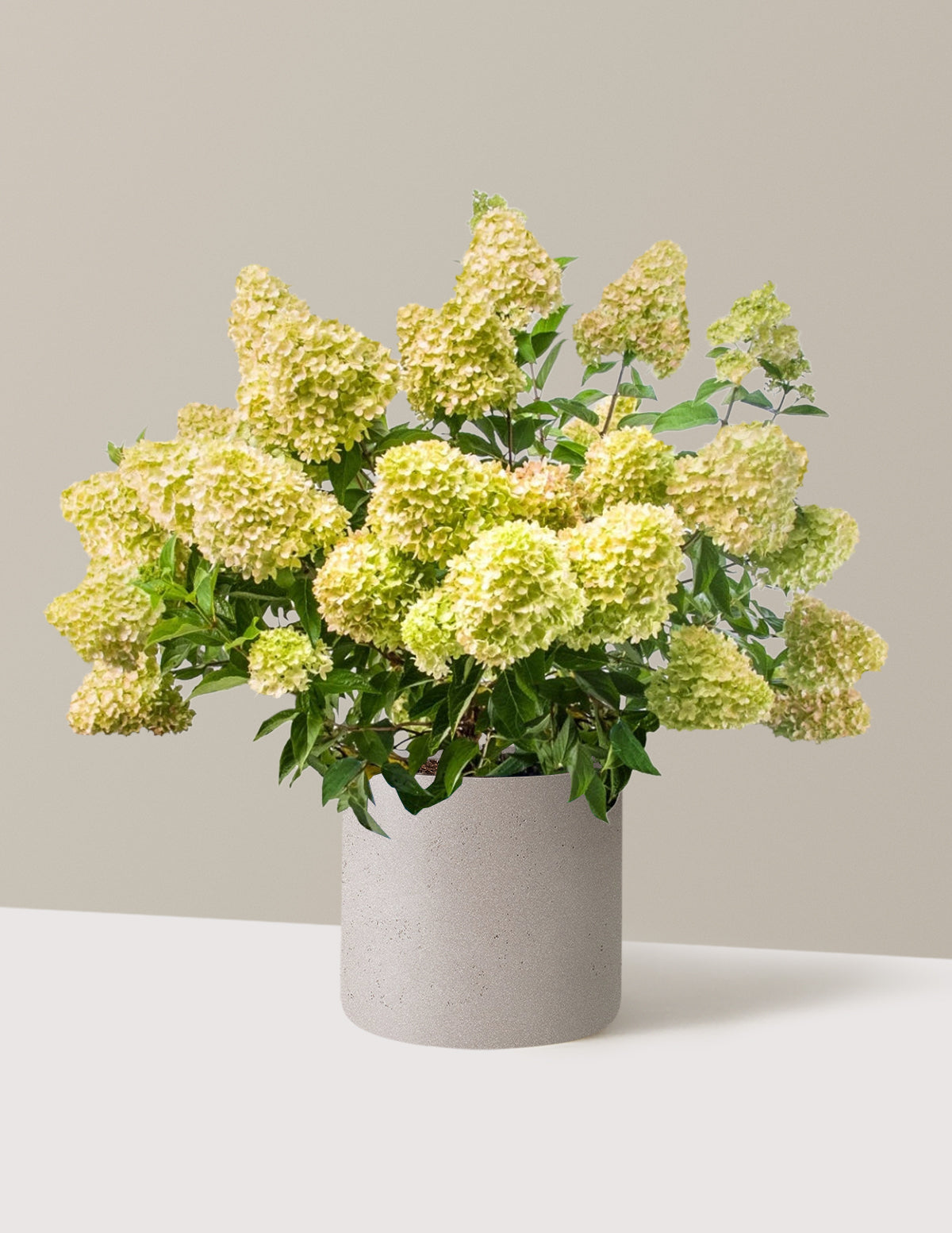 bundle | 3 Gallon | Agnes | Cement Grey