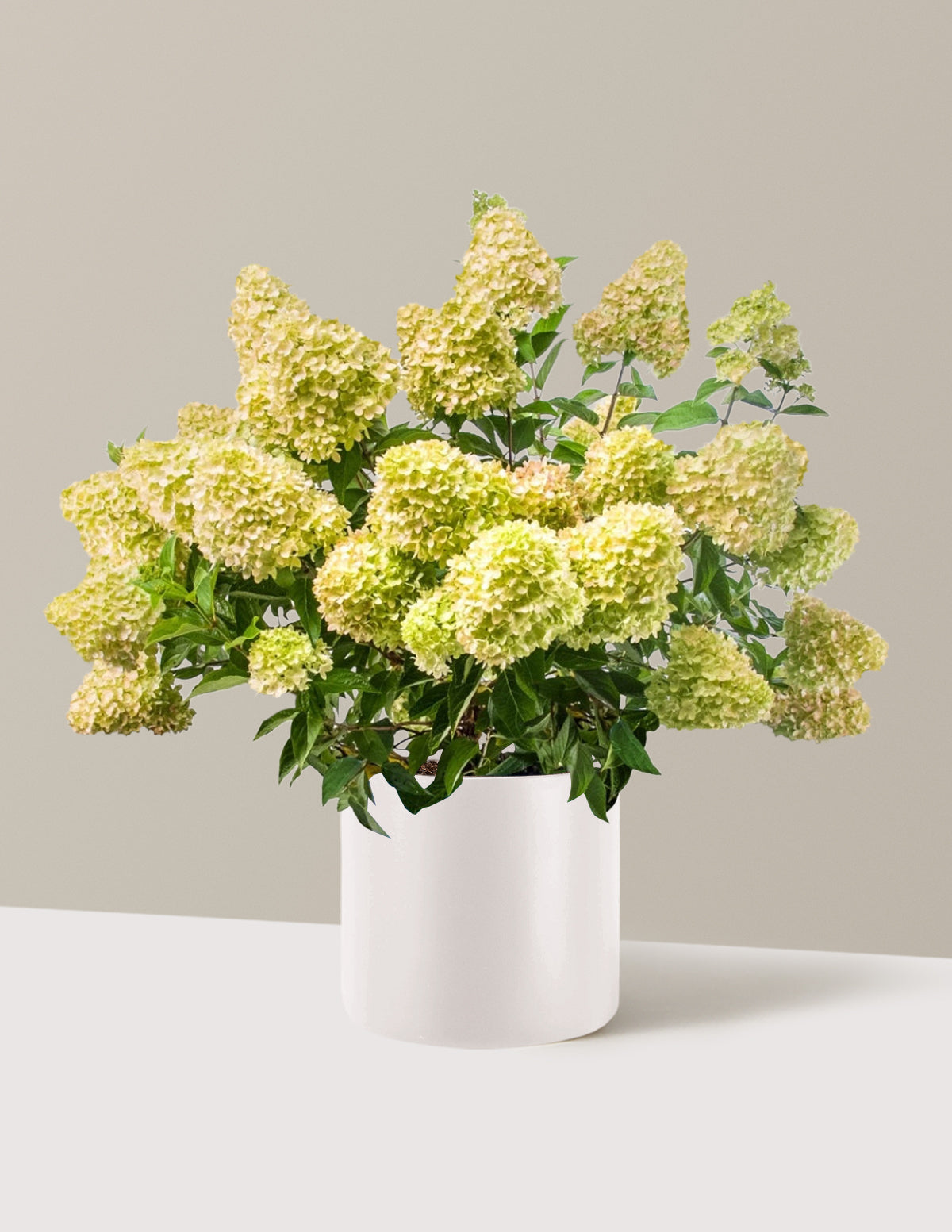 files/the-sill_Large-Dragon-Baby-Hydrangea_Large_Agnes-Cream_Variant.jpg