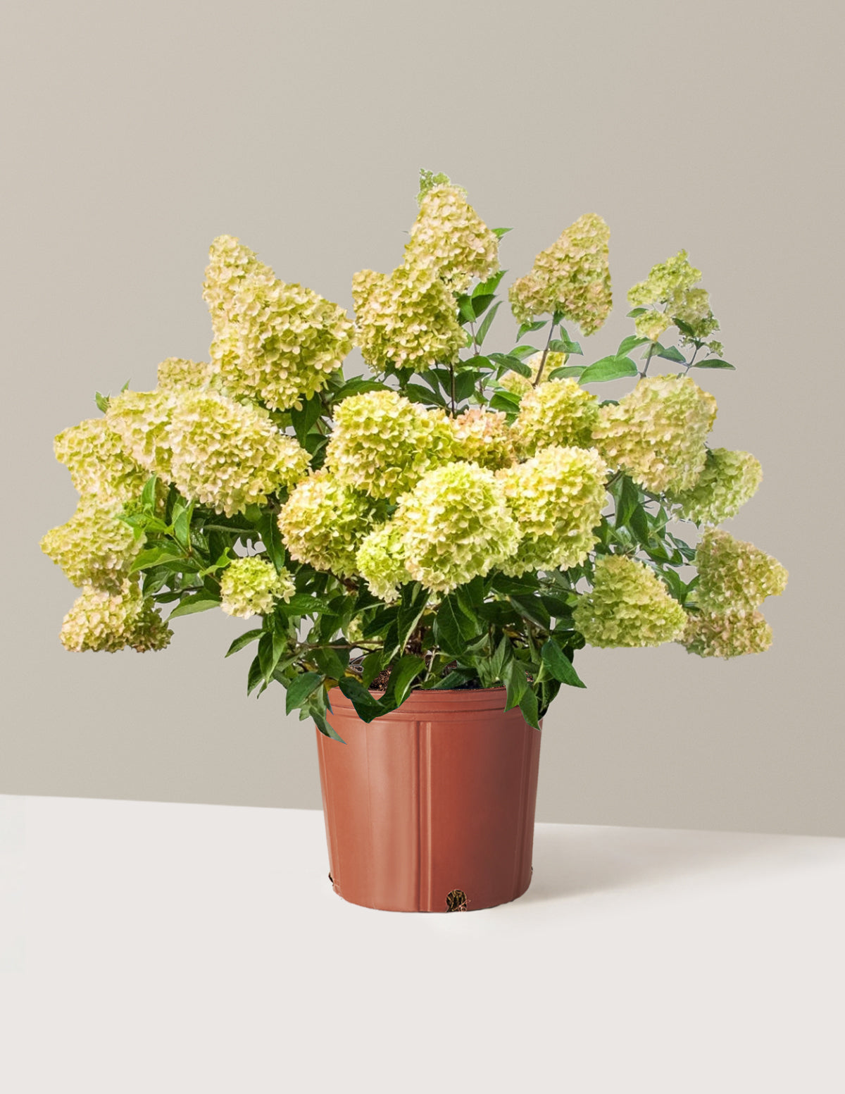 bundle | 3 Gallon | Grow Pot
