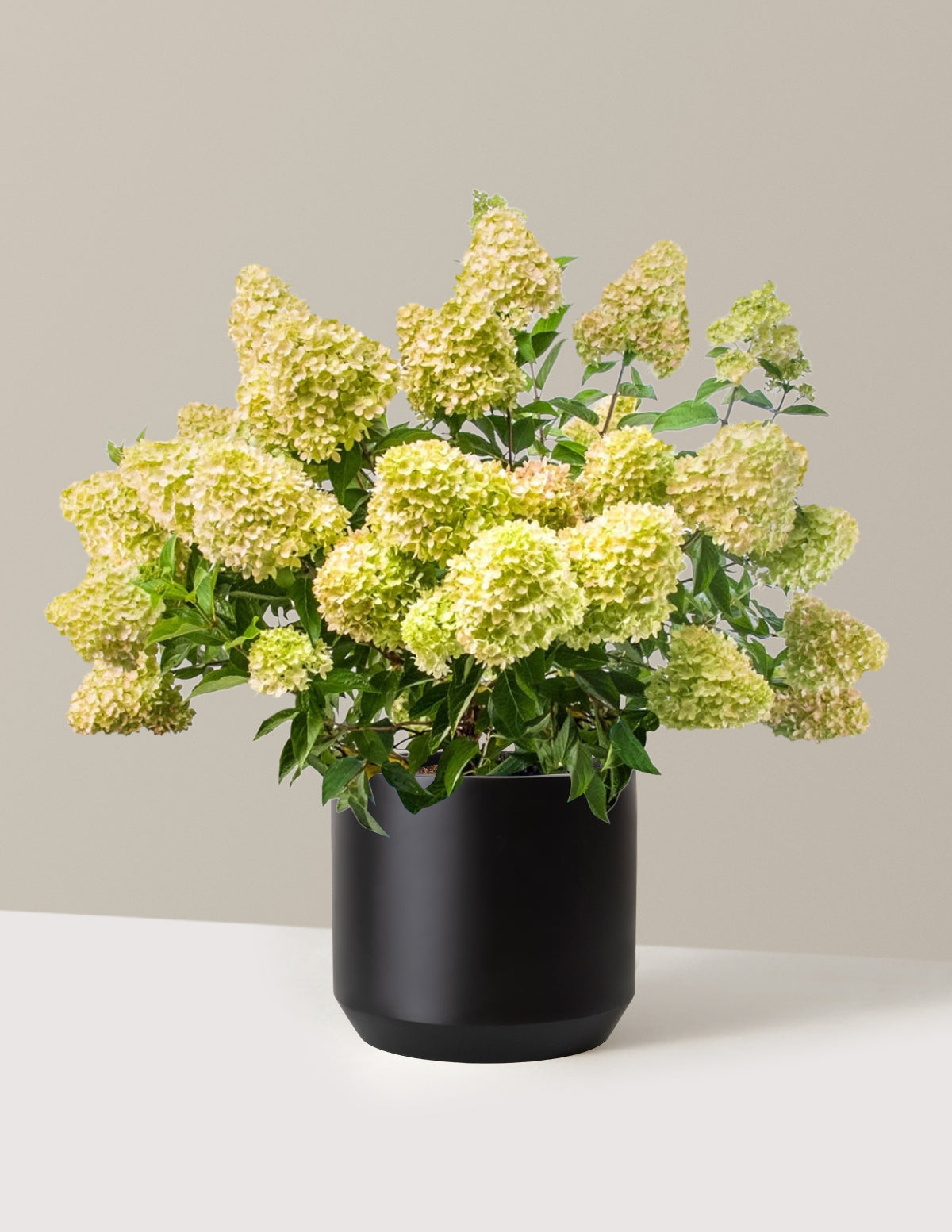 bundle | 3 Gallon | Mexia | Black