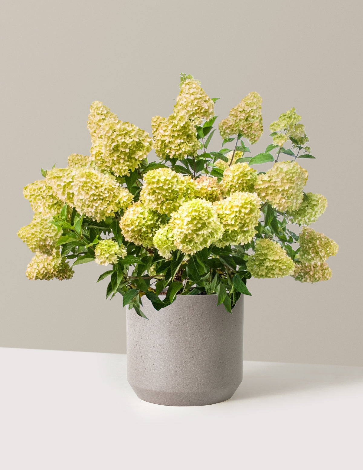 bundle | 3 Gallon | Mexia | Cement Grey