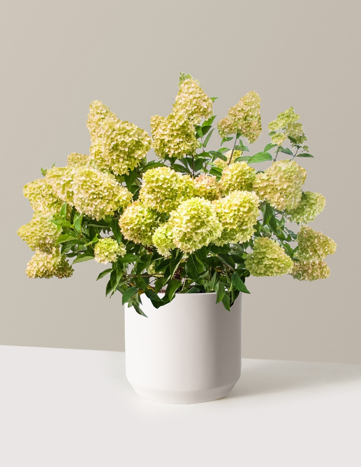 bundle | 3 Gallon | Mexia | Cream
