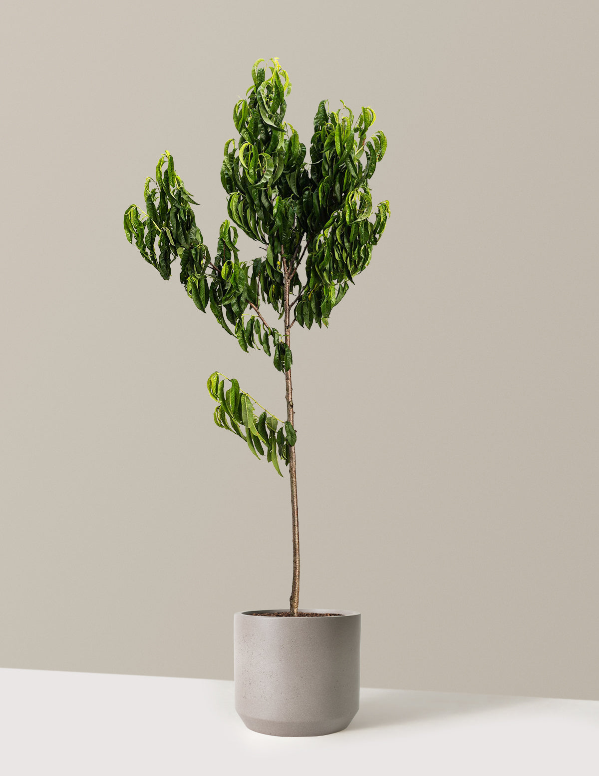 files/the-sill_Large-Elberta-Peach-Tree-_4-5ft-5-Gallon__Large-Mexia-Cement-Grey_Variant.jpg