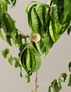 Elberta Peach Tree