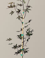 Emperor Japanese Maple