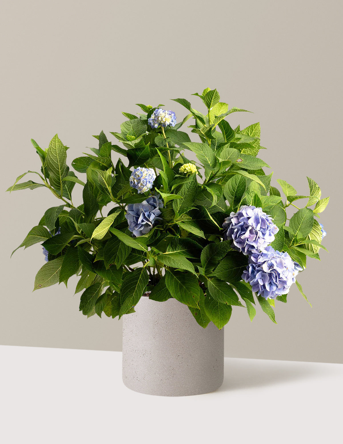 bundle | 3 Gallon - Single | Agnes | Cement Grey
