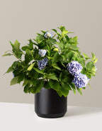bundle | 3 Gallon - Single | Mexia | Black