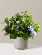 bundle | 3 Gallon - Single | Mexia | Cement Grey