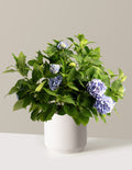 bundle | 3 Gallon - Single | Mexia | Cream