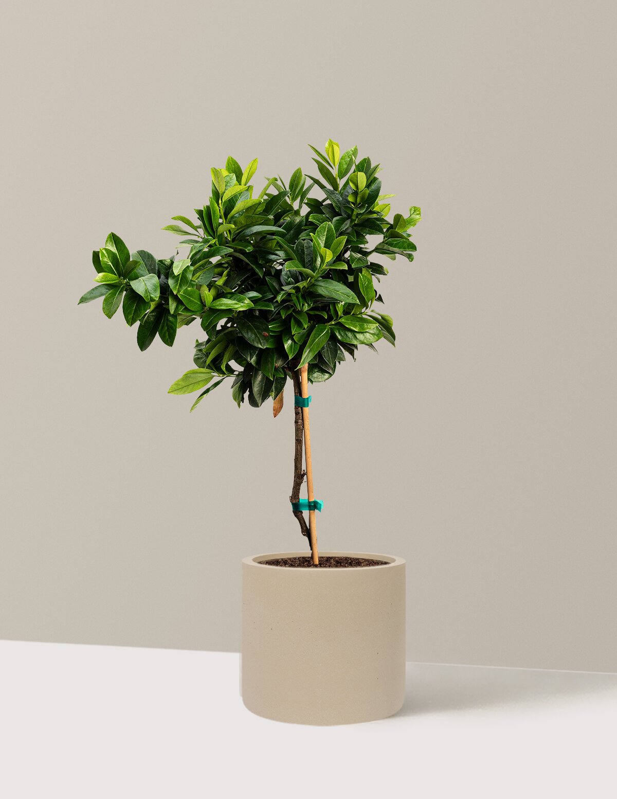 English Laurel Topiary (Single Ball)