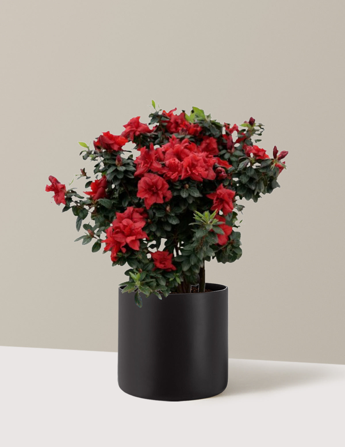 files/the-sill_Large-Ever-After-Ruby-Azalea_Large_Agnes-Black_Variant.jpg