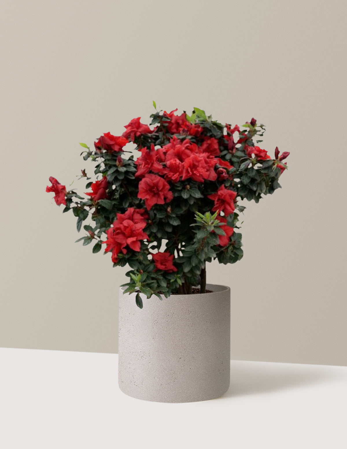 Ever After™ Ruby Azalea