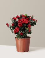 Ever After™ Ruby Azalea