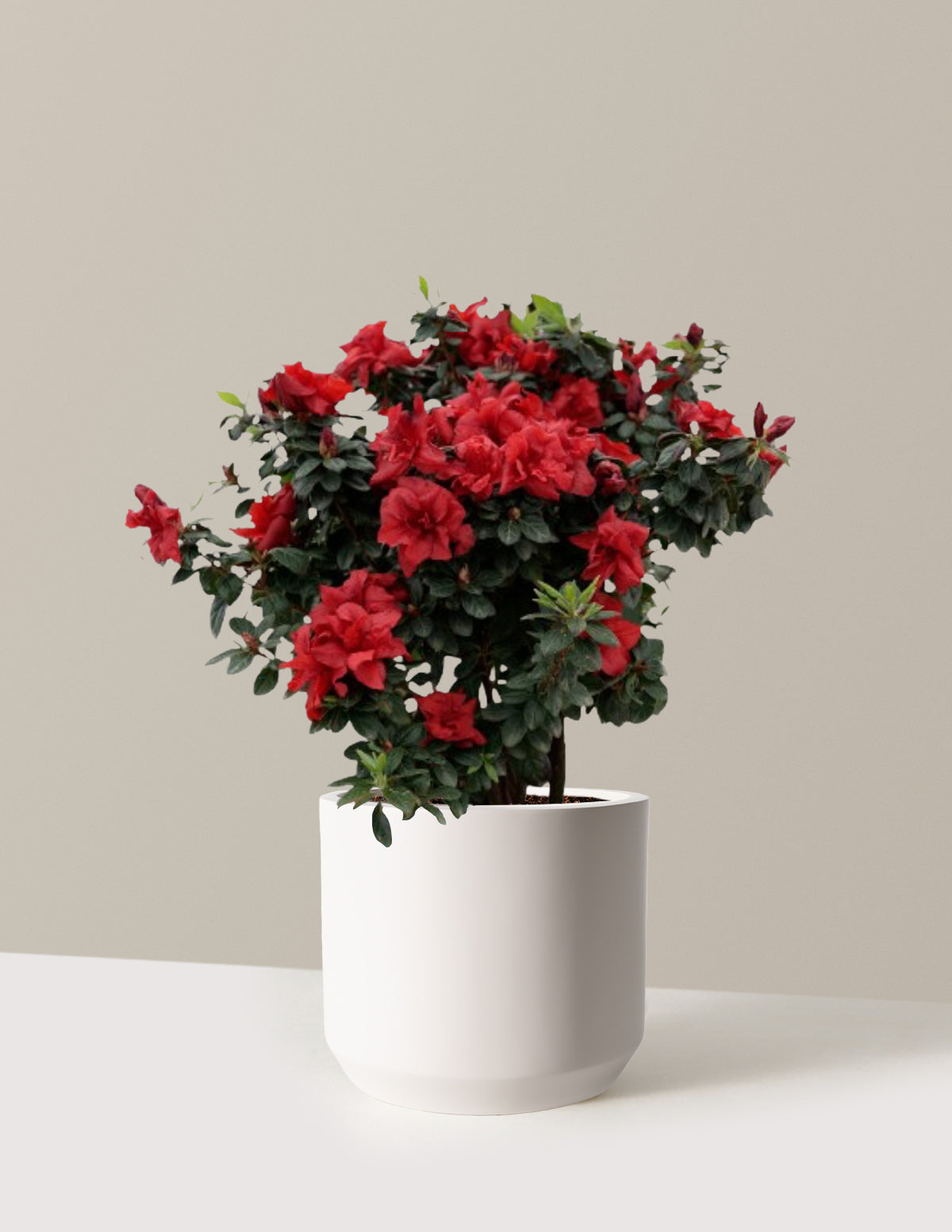 Ever After™ Ruby Azalea
