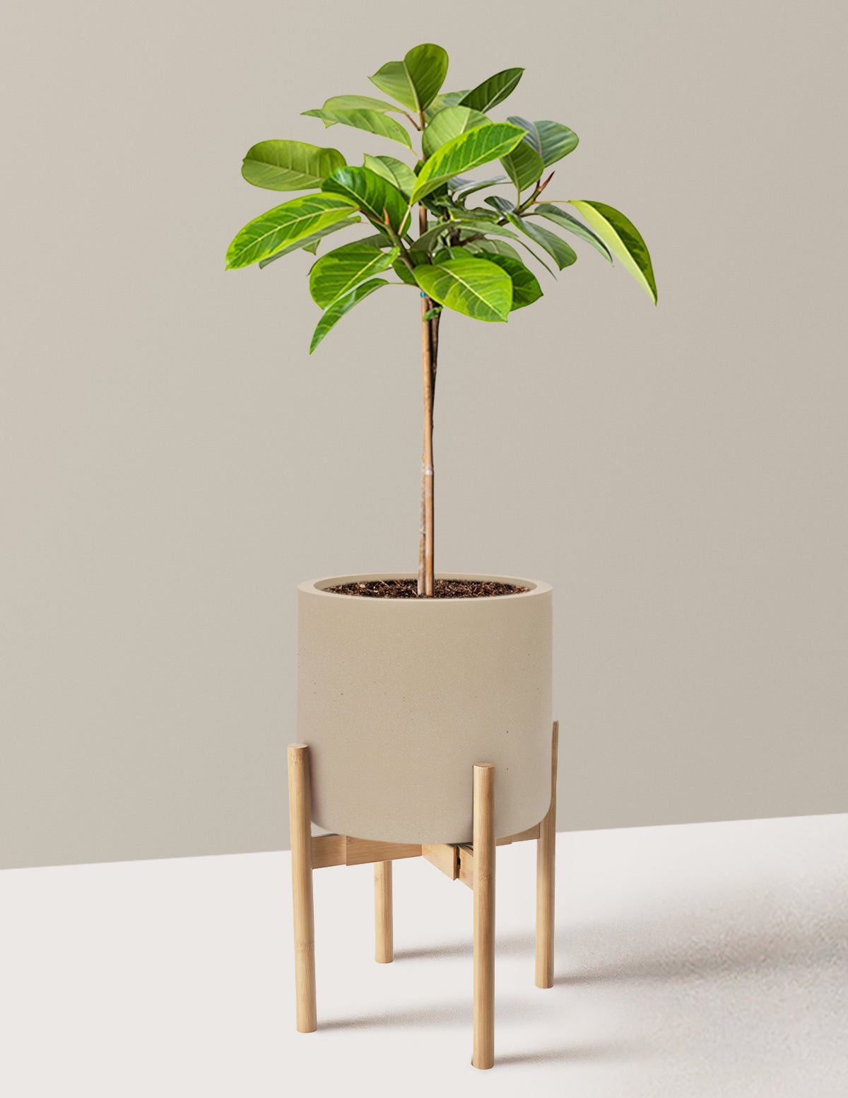 Large Ficus Altissima Tree