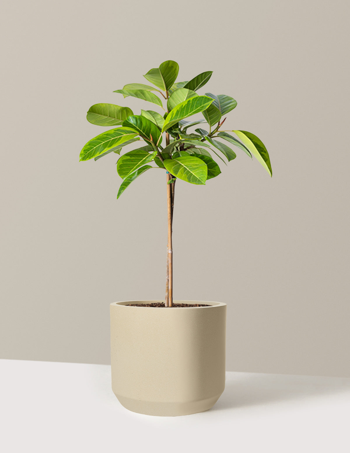 Large Ficus Altissima Tree