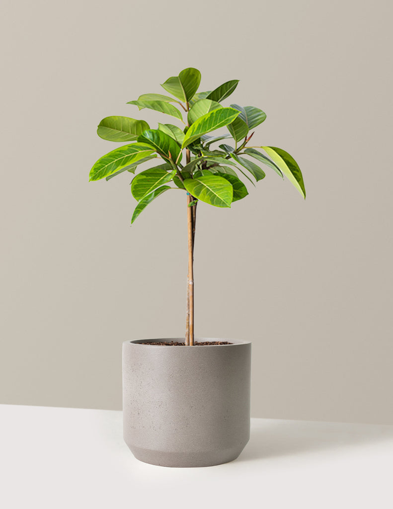How to care for a Ficus Altissima